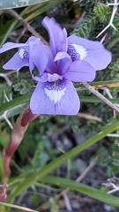 Moraea sisyrinchium