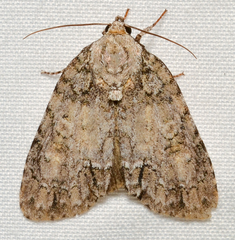Acronicta ovata