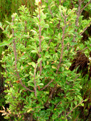 Myrsine coxii