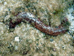 Holothuria mammata