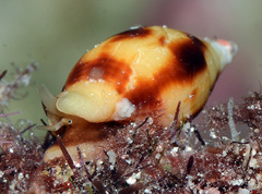 Nebularia coarctata