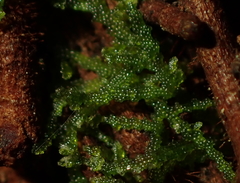 Zoopsis argentea