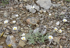 Anthemis sterilis