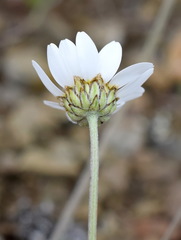 Anthemis sterilis