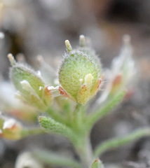 Alyssum umbellatum