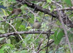 Phacellodomus rufifrons peruvianus