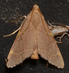 Hypsopygia binodulalis