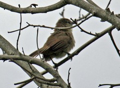 Phacellodomus rufifrons peruvianus