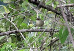 Phacellodomus rufifrons peruvianus