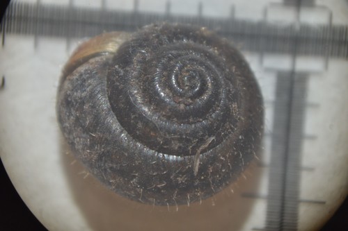 German hairy snail