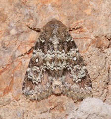 Hemibryomima chryselectra