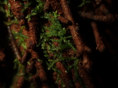 Zoopsis argentea