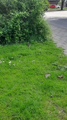 Rattus norvegicus