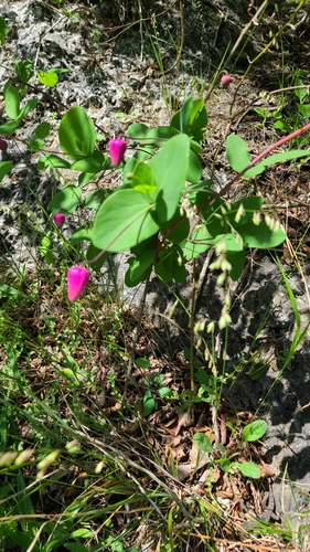 Image of Clematis glaucophylla by (c) Darrell Ragland, some rights reserved (CC BY)