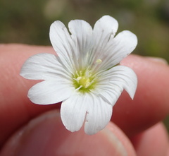 Cerastium arabidis