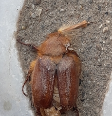 Holochelus