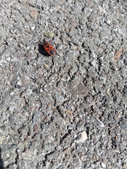 Pyrrhocoris apterus