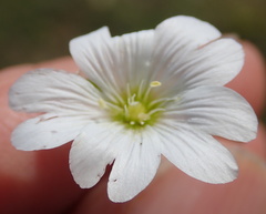 Cerastium arabidis