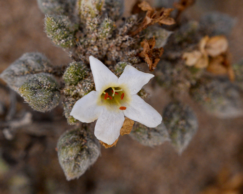 Tiquilia litoralis (Tiquilia litoralis)