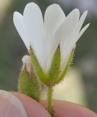 Cerastium arabidis