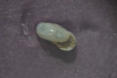 Vitrea contracta