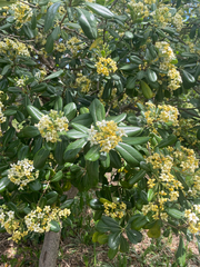 Pittosporum tobira