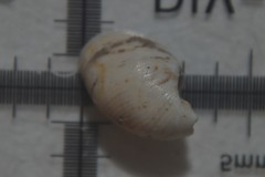 Succinella oblonga
