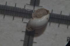Succinella oblonga