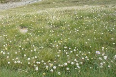 Bistorta macrophylla