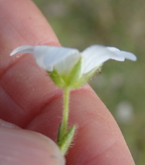 Cerastium arabidis