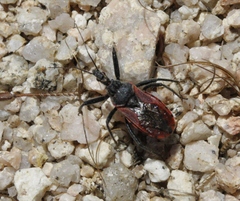 Rhynocoris ventralis