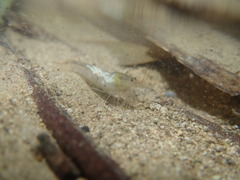 Caridina formosae