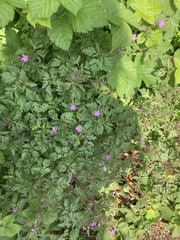 Geranium robertianum
