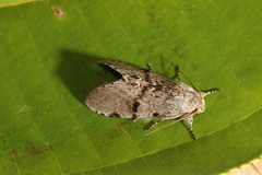 Malocampa maroniensis