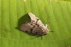Malocampa maroniensis