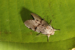 Malocampa maroniensis