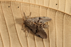 Malocampa maroniensis