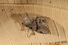 Malocampa maroniensis