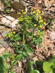 Zizia trifoliata