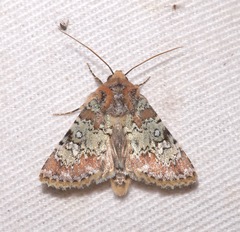 Hemibryomima chryselectra