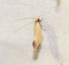 Edosa ochranthes