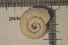 Gyraulus albus
