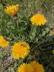 Andrena nitida