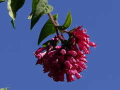 Cestrum fasciculatum