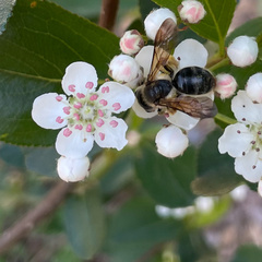 Andrena crataegi