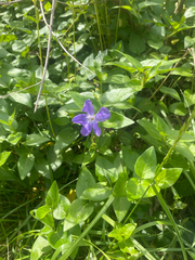 Vinca major