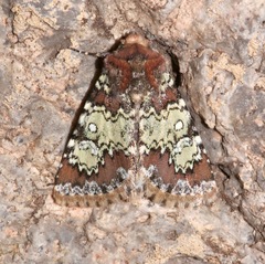 Hemibryomima chryselectra