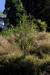 Cestrum fasciculatum