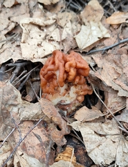 Gyromitra gigas