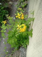 Chelidonium majus